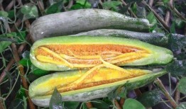 网红赵梓婷吃瓜,一场吃瓜盛宴背后的故事